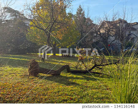 Fallen tree in a quiet autumn park during gentle morning light. Renewal and passage of time, life cycle, calm reflection, seasonal change, connection with nature and slow peaceful mood. 134116148