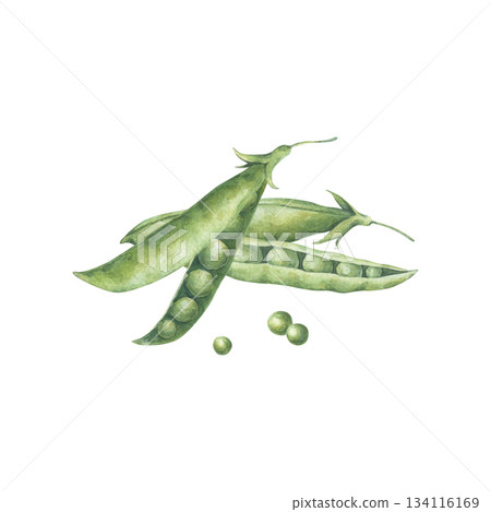 Composition with pods and seeds of green peas. Watercolor illustration hand drawn and isolated on a white background. Perfect for design packing of food, poster, postcard, other polygraph, tableware. Composition with pods and seeds of green peas. Watercolor illustration hand drawn and isolated on a white background. Perfect for design packing of food, poster, postcard, other polygraph, tableware. 134116169