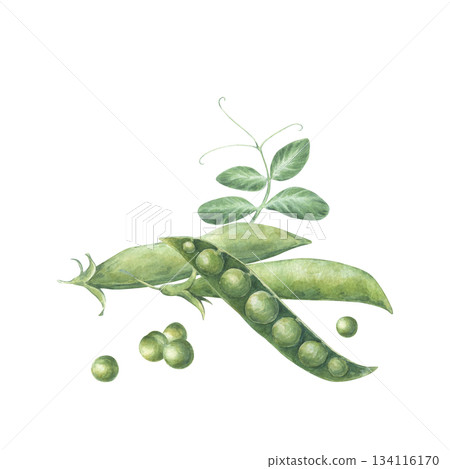 Composition with pods, leaf and seeds of green peas. Watercolor illustration hand drawn and isolated on a white background. Perfect for design postcards, posters, packing, other polygraph, tableware Composition with pods, leaf and seeds of green peas. Watercolor illustration hand drawn and isolated on a white background. Perfect for design postcards, posters, packing, other polygraph, tableware 134116170