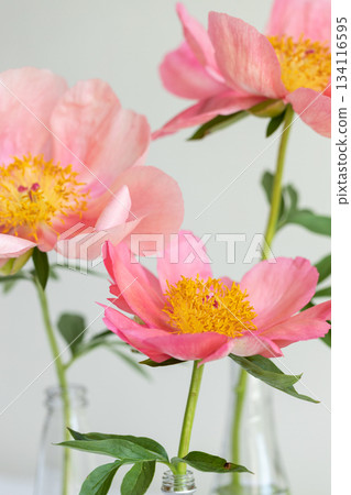 Three pink royal peony flowers. 134116595
