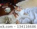 A small yellow-and-white cat rests peacefully on its owners lap, enjoying the warmth and comfort 134116686