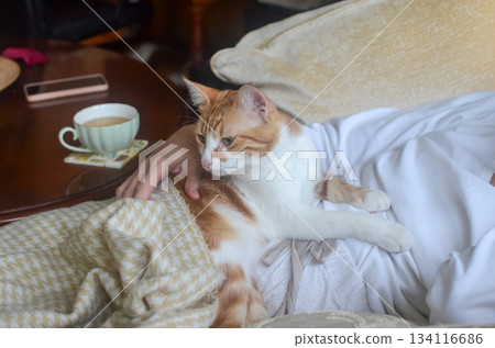 A small yellow-and-white cat rests peacefully on its owners lap, enjoying the warmth and comfort 134116686