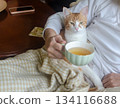 A small yellow-and-white kitten rests peacefully on its owners stomach, while she drinks tea 134116688