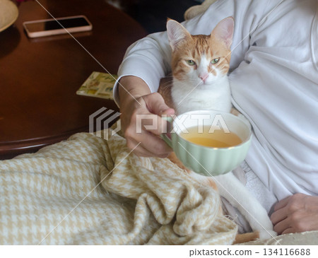 A small yellow-and-white kitten rests peacefully on its owners stomach, while she drinks tea 134116688