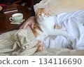 A small yellow-and-white cat rests peacefully on its owners lap, enjoying the warmth and comfort 134116690