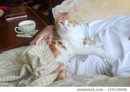 A small yellow-and-white cat rests peacefully on its owners lap, enjoying the warmth and comfort A small yellow-and-white cat rests peacefully on its owners lap, enjoying the warmth and comfort 134116690