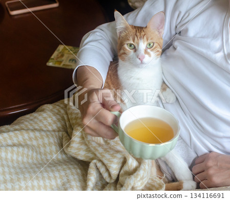 An adorable yellow-and-white cat resting peacefully on its owners lap, while she is drinking tea An adorable yellow-and-white cat resting peacefully on its owners lap, while she is drinking tea 134116691