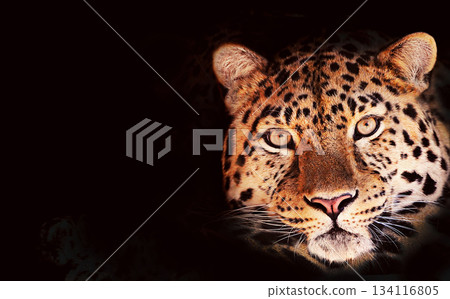 Close-Up of a Majestic Leopard Face Against Dark Background Close-Up of a Majestic Leopard Face Against Dark Background 134116805