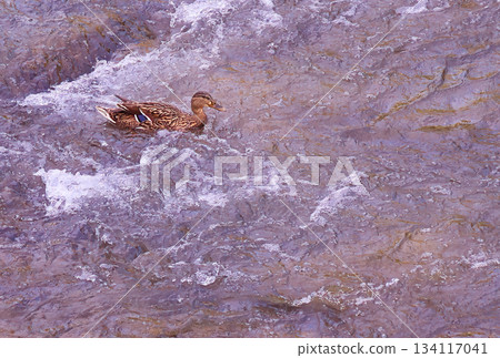Female Mallard Duck Swimming in River 134117041