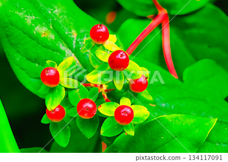 Tutsan Plant with Red Berries 134117091
