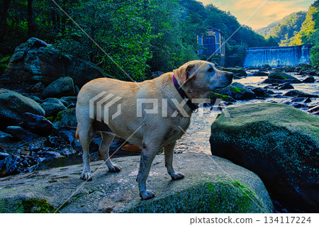 Labrador on River Rocks 134117224