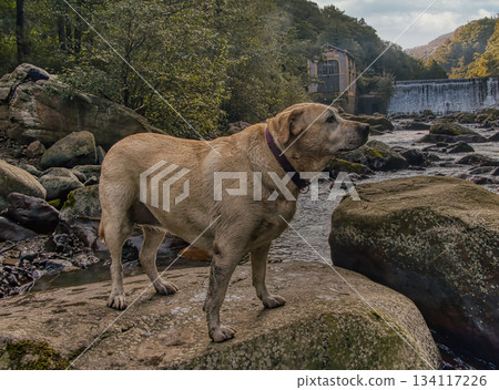 Labrador Dog on Rock in River Labrador Dog on Rock in River 134117226