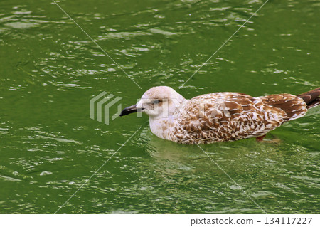 Seagull Swimming in River 134117227