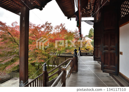 秋日的永觀禪林寺:禦江堂與楓樹(京都市左京區) 秋日的永觀禪林寺:禦江堂與楓樹(京都市左京區) 134117310