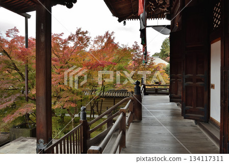 秋日的永觀禪林寺:禦江堂與楓樹(京都市左京區) 秋日的永觀禪林寺:禦江堂與楓樹(京都市左京區) 134117311