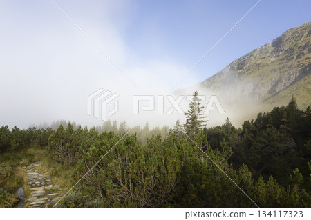 Pathway through trees near Wiegensee in Gaschurn, Montafon, Vorarlberg, Austria with fog covering mountain view 134117323