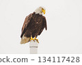 Majestic Bald Eagle Perched on Post Wildlife Nature Photography Majestic Bald Eagle Perched on Post Wildlife Nature Photography 134117428