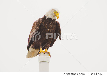 Majestic Bald Eagle Perched on Post Wildlife Nature Photography Majestic Bald Eagle Perched on Post Wildlife Nature Photography 134117428