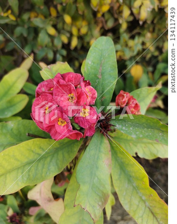 Crown of Thorns red flowers Crown of Thorns red flowers 134117439