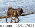 Black Pomeranian dog puppy Walking on Beach Shore Dog Adventure Photography Black Pomeranian dog puppy Walking on Beach Shore Dog Adventure Photography 134117634