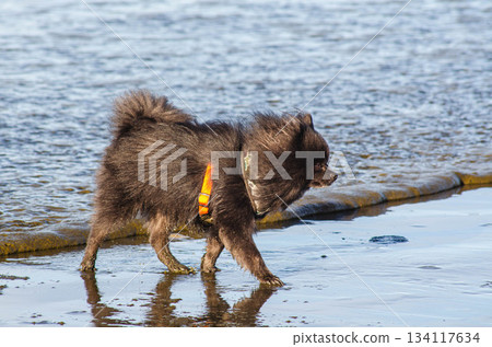 Black Pomeranian dog puppy Walking on Beach Shore Dog Adventure Photography Black Pomeranian dog puppy Walking on Beach Shore Dog Adventure Photography 134117634