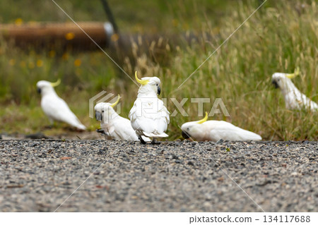 A group of Sulphur Crested Cockatoos walking on the ground looking for food A group of Sulphur Crested Cockatoos walking on the ground looking for food 134117688