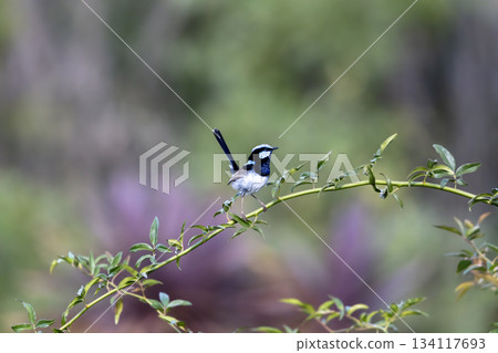 A male Superb Fairy Wren bird standing on a plant branch in a domestic garden A male Superb Fairy Wren bird standing on a plant branch in a domestic garden 134117693