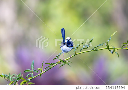A male Superb Fairy Wren bird standing on a plant branch in a domestic garden A male Superb Fairy Wren bird standing on a plant branch in a domestic garden 134117694