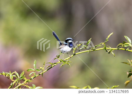 A male Superb Fairy Wren bird standing on a plant branch in a domestic garden A male Superb Fairy Wren bird standing on a plant branch in a domestic garden 134117695