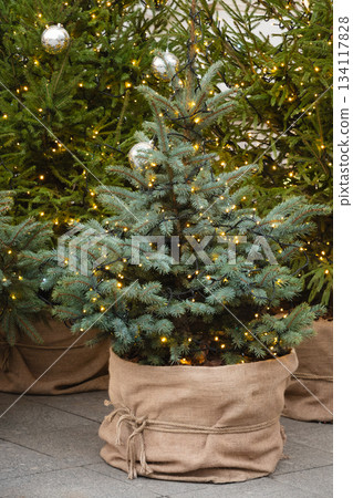 Christmas fir trees with warm fairy lights placed outdoors in burlap sacks, winter holiday decoration, festive atmosphere, natural seasonal decor. 134117828