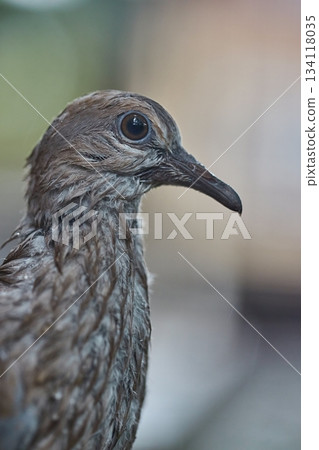 Wet feathered bird after heavy rain 134118035