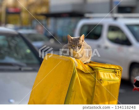 Gray cat resting on yellow delivery bag. Street scene, city animal life, everyday moment, calm animal presence and urban spontaneity Gray cat resting on yellow delivery bag. Street scene, city animal life, everyday moment, calm animal presence and urban spontaneity 134118248