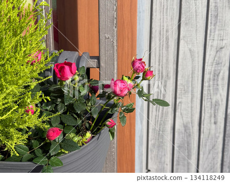Blooming rose buds in outdoor pot. Fresh growth, garden beauty, decorative flowers and gentle color accent for nature lovers. Copy space Blooming rose buds in outdoor pot. Fresh growth, garden beauty, decorative flowers and gentle color accent for nature lovers. Copy space 134118249