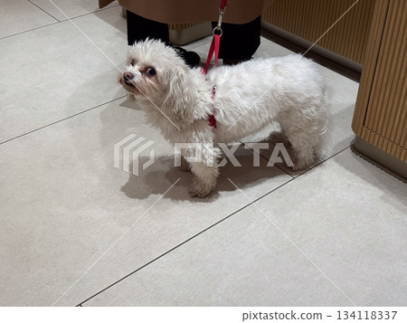 Maltese dog standing indoors on tile floor near owner. Pet companionship, waiting moment, everyday interaction and calm presence in urban lifestyle space. 134118337