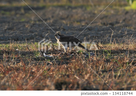 A goshawk catching its prey 134118744