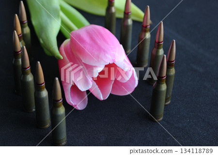 Bullets Stand In A Line Around Single Blooming Tulip On Black Background Bullets Stand In A Line Around Single Blooming Tulip On Black Background 134118789