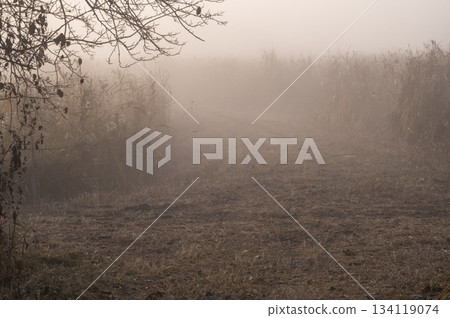 A reed-covered road in the morning mist 134119074