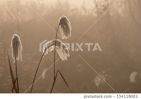 Japanese silver grass in the Watarase Retarding Basin sparkling in the amber morning mist 134119081