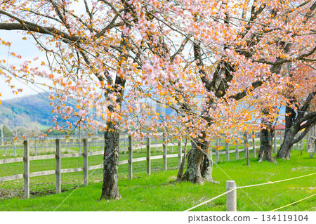 Cherry blossoms on twenty-way road 134119104