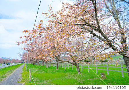 Cherry blossoms on twenty-way road 134119105