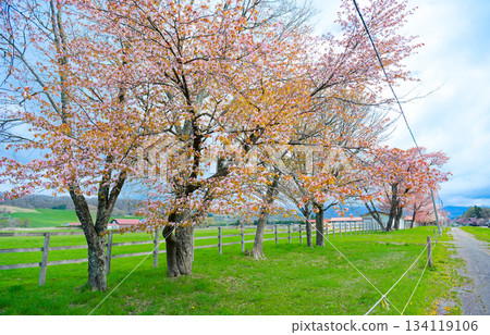Cherry blossoms on twenty-way road 134119106