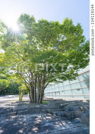 郡山市美術館的樹木和玻璃外牆 134119144
