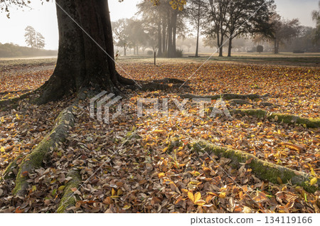 A carpet of fallen leaves bathed in the morning sun 134119166