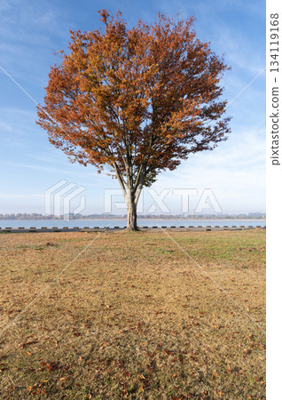 Blue sky and a lone tree with autumn leaves on the shores of Lake Yanaka Blue sky and a lone tree with autumn leaves on the shores of Lake Yanaka 134119168