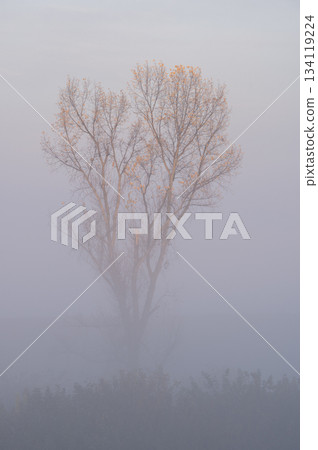 A lone tree in the Watarase Retarding Basin emerges from the mist at twilight 134119224