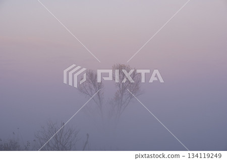 A lone tree in the Watarase Retarding Basin emerges from the mist at twilight 134119249