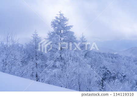 [Winter material] Silvery frost landscape [Nagano Prefecture] 134119310