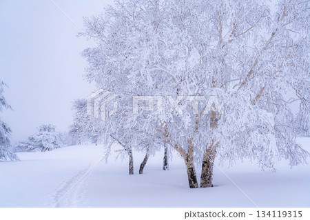 [Winter material] Silvery frost landscape [Nagano Prefecture] 134119315