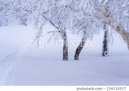 [Winter material] Silvery frost landscape [Nagano Prefecture] 134119317