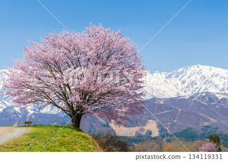 長野縣白馬村的春天－野平的櫻花觀賞點 134119331